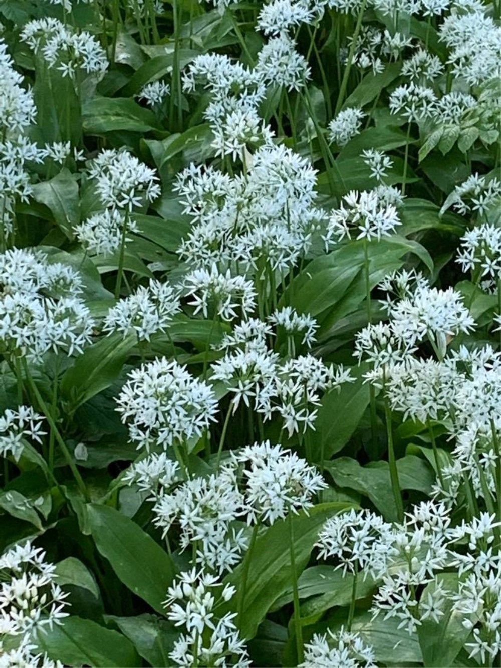 Ramsløg og Riesling