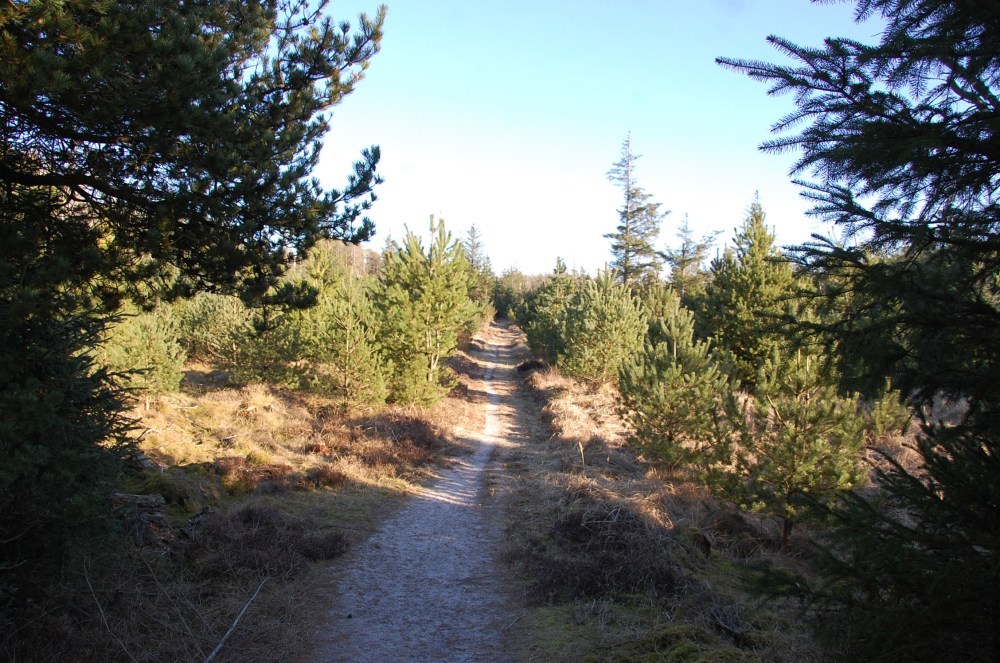 Gå tur med Nationalpark Thy Venner - Nystrup Plantage