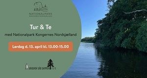 Tur og the med Nationalpark Kongernes Nordsjælland