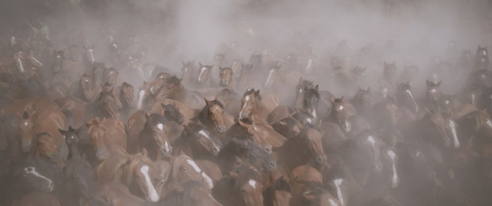 Filmvisning og talk: Only on Earth - Dokumentarfilm om Galisiens vilde heste