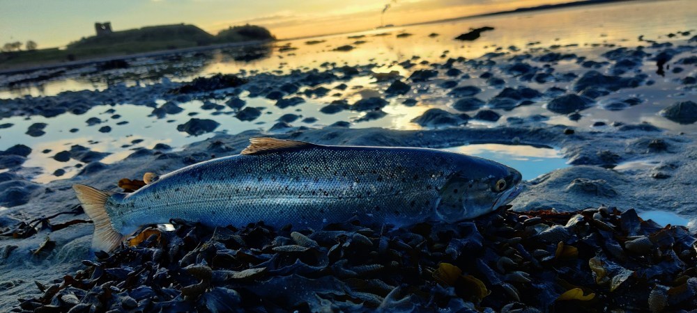 Fisketur for hele familien