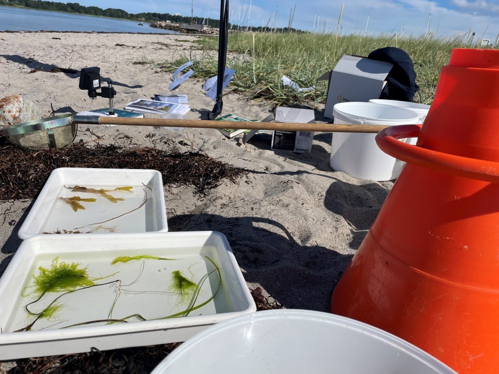 Kulhuse Strand og de invasive krabber