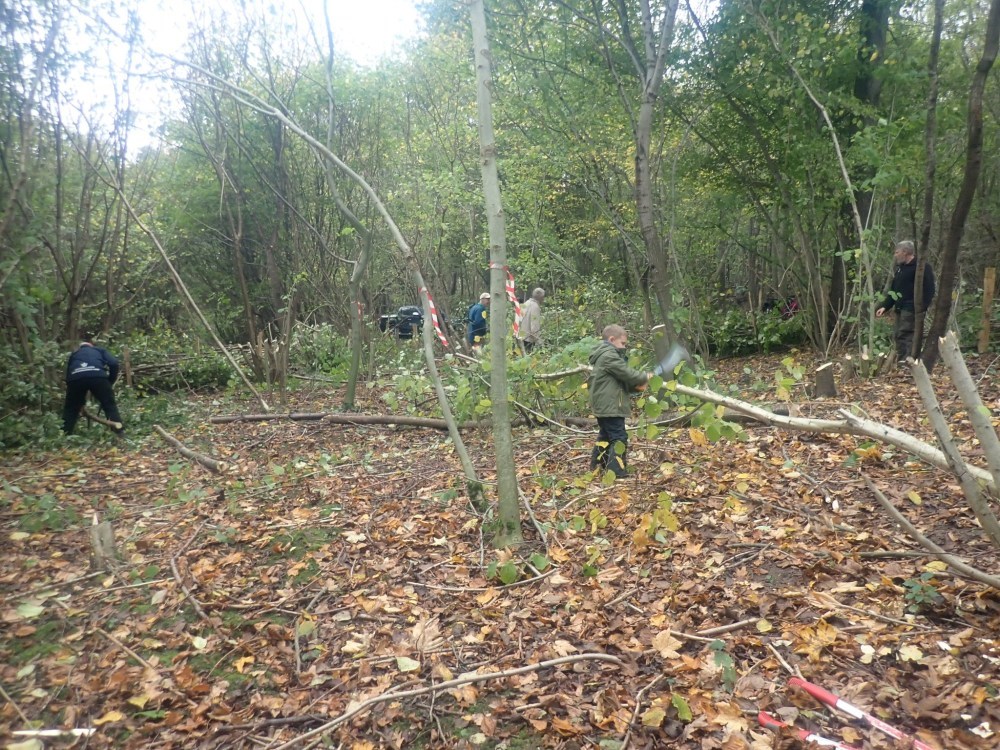 Naturpleje i stævningsskoven