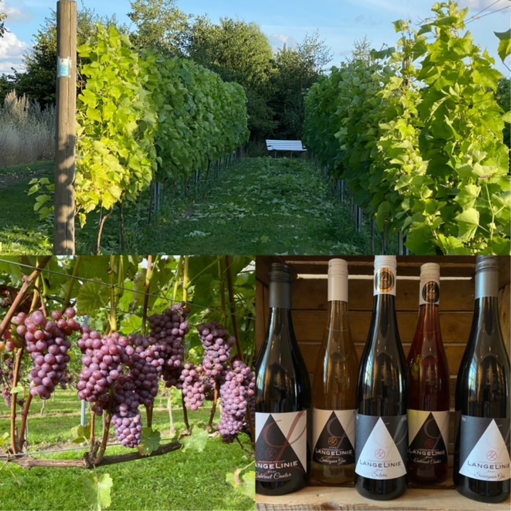 LangeLinie vin - dansk vingård ved Frederikssund