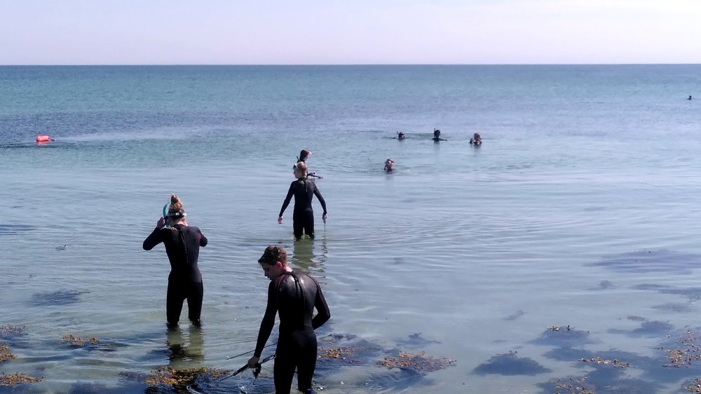 Guidet snorkeldyk: Grønne enge af ålegræs øst for Dragsmur