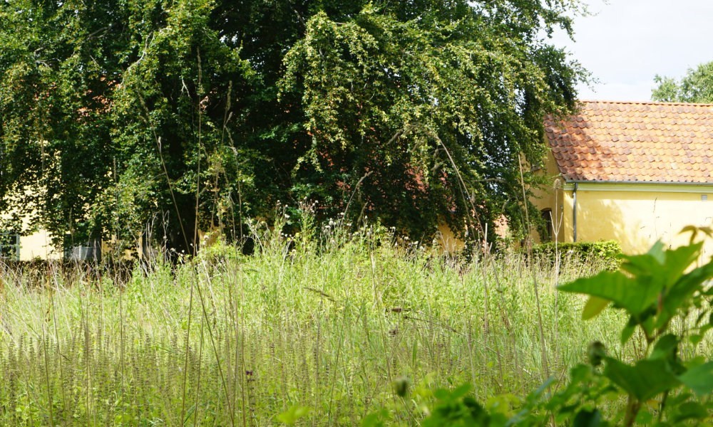 Naturpoesi i museumshaven