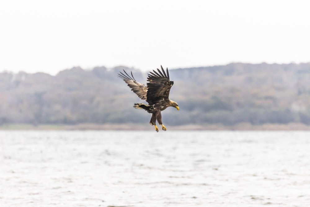 Rovfugletræk i Naturpark Åmosen