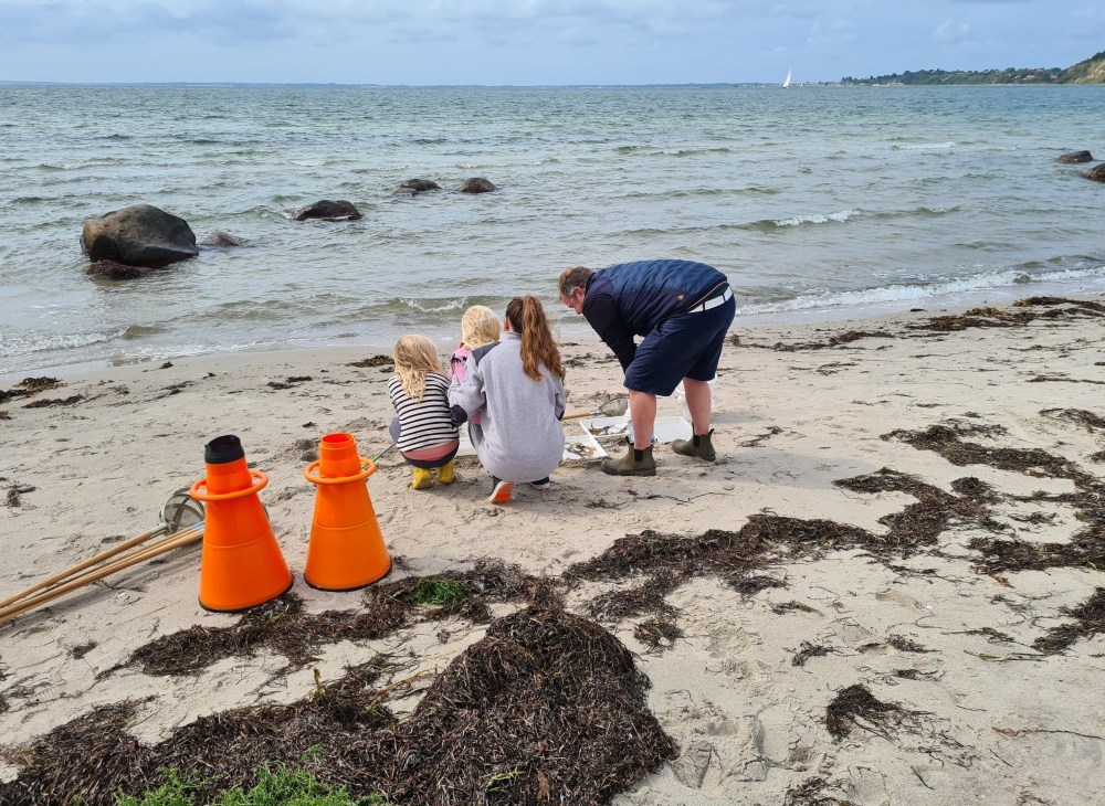 Gå på detektivjagt efter dyr og planter ved Kulhuse Strand og havn - og hør om å