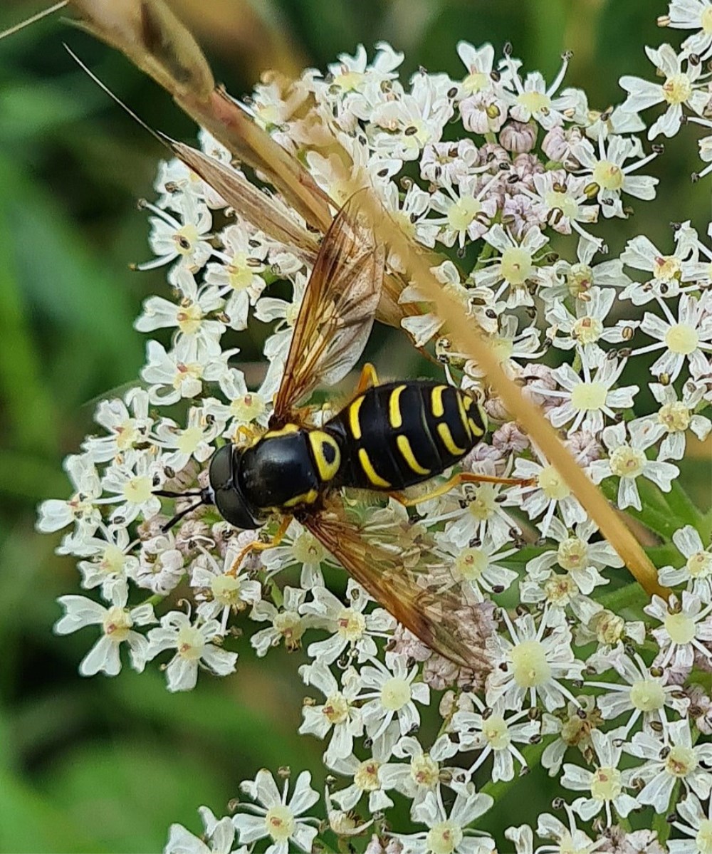 Naturvandring med fokus på insekt-, fugle- og planteliv i Gundsømagle Sø