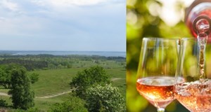 Vin, vandring og bobler Mols Bjerge 7 km