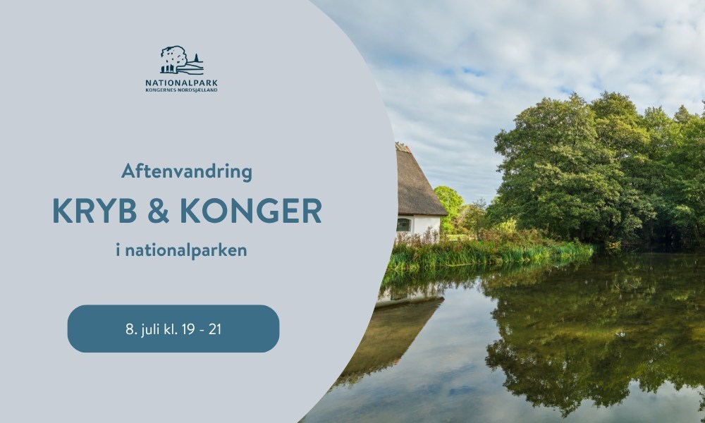 Aftenvandring: Kryb og konger i nationalparken