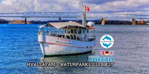 Hvalsafari i Fredericia: Oplev naturen med MS Marianne