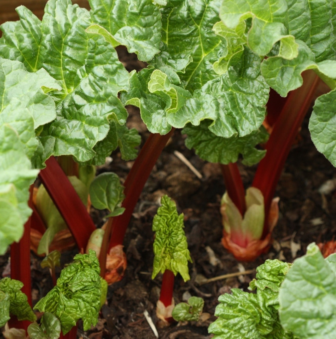 GUG ANLÆG OG PLANTESKOLE A/S guider til dyrkning af rabarber i haven