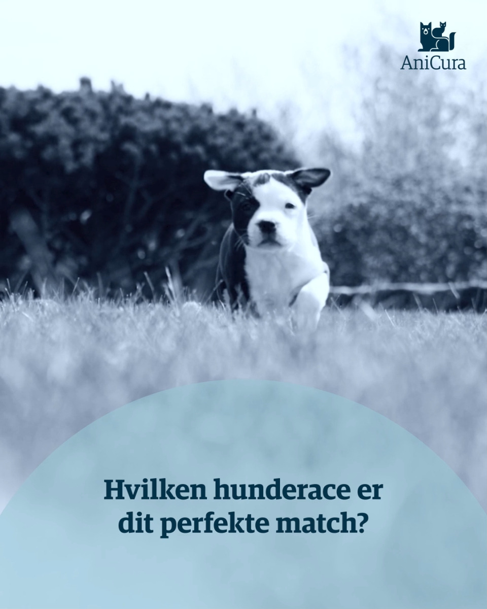 Hold dig ajour med dagens opdateringer fra Hjørring