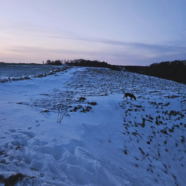 Brandsborgs Kropsterapi afslører tungens hemmelighed for indre ro