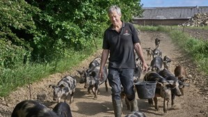 Oplev det gode griseliv til Sofari på Hedeagergaard