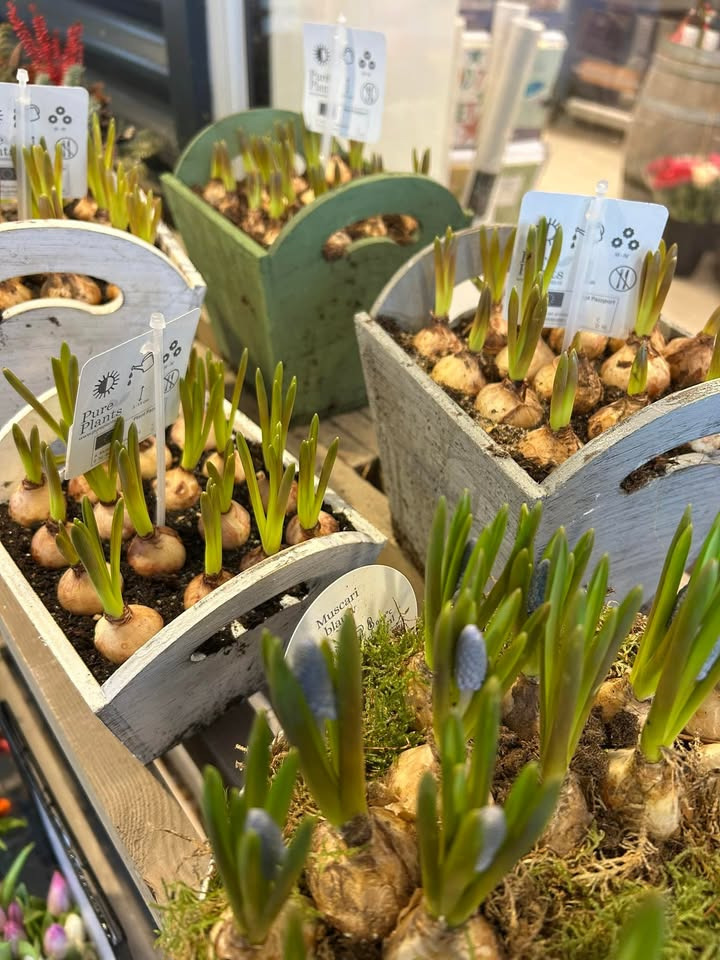 Min Købmand i Asp har nye farverige planter til hjemmet