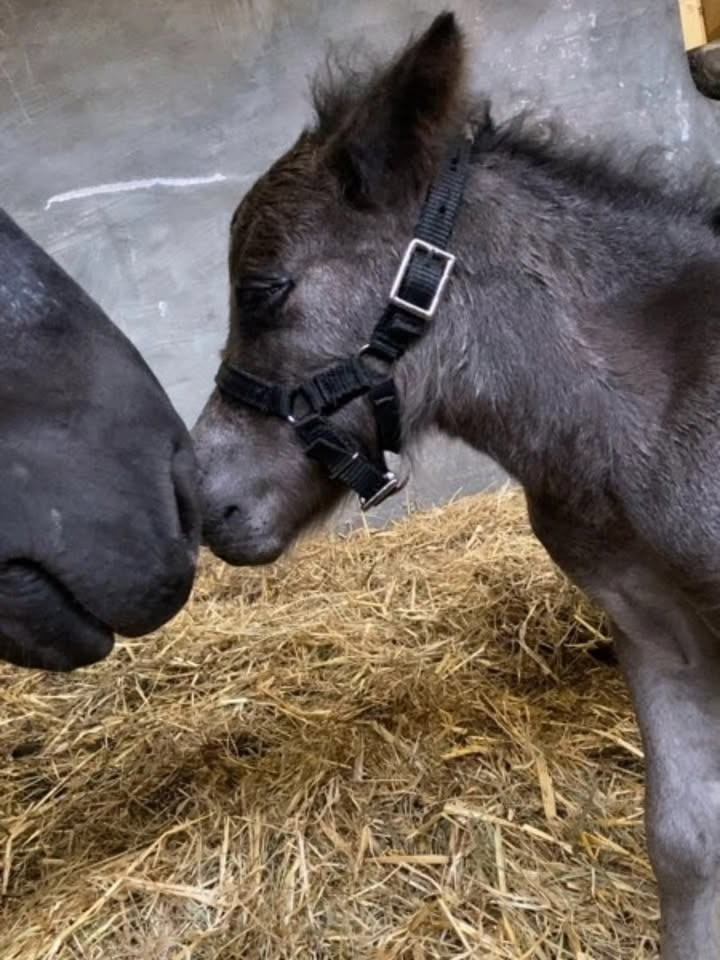 HESCA deler hjertevarm oplevelse med nyt føl og alpaca grime i butikken
