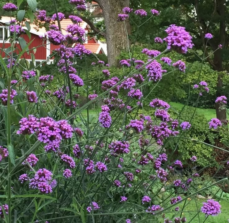 Meny Gl. Skagensvej tilbyder verbena lollipop til specialpris