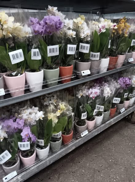 Meny Aabybro tilbyder flotte miniorkideer i keramik til lavpris