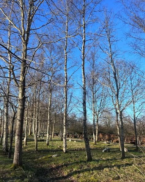 Djurslands Træfældning viser før- og efterbillede fra skovkirkegården