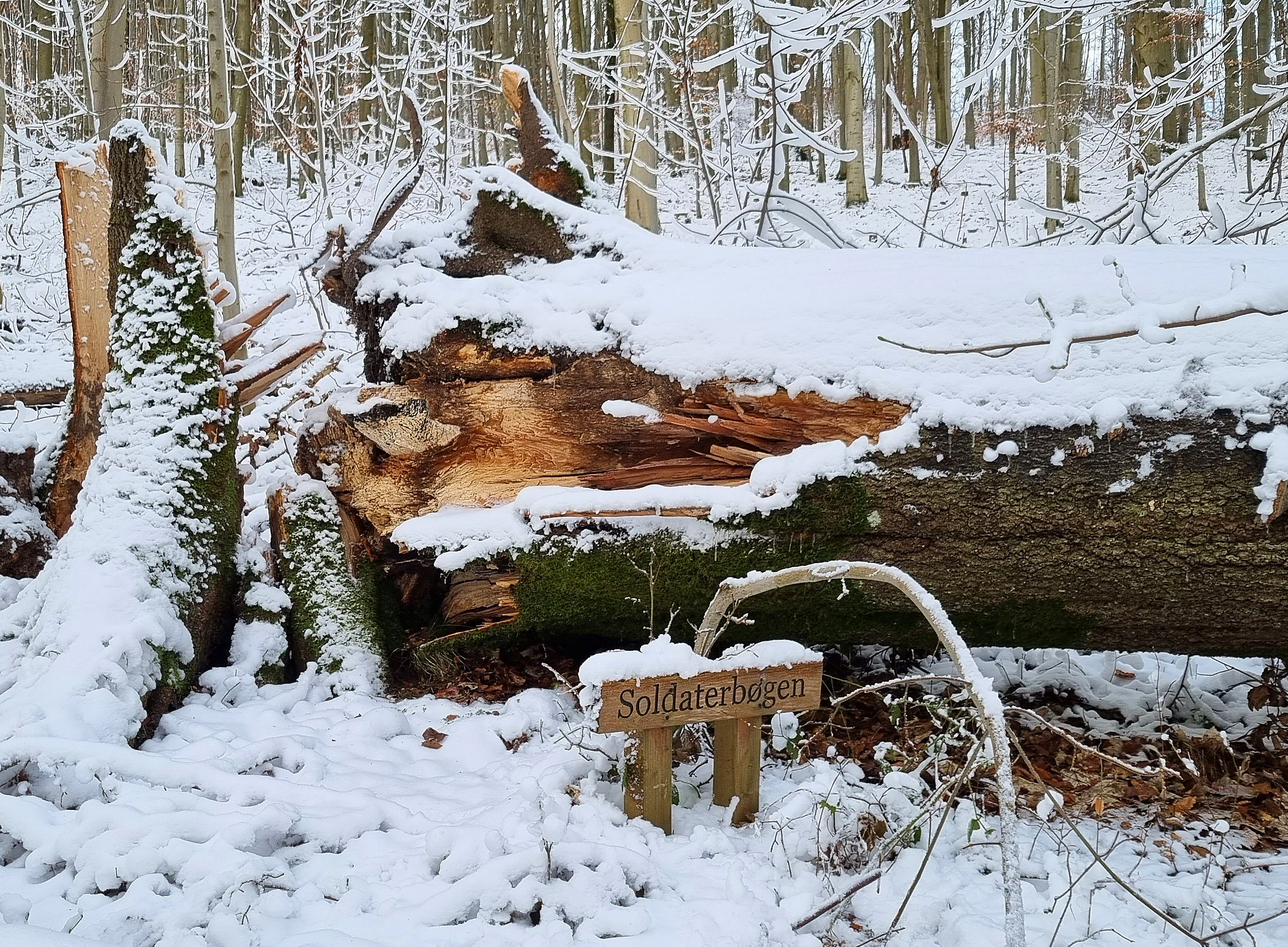 Soldaterbøgen segnede i stormen