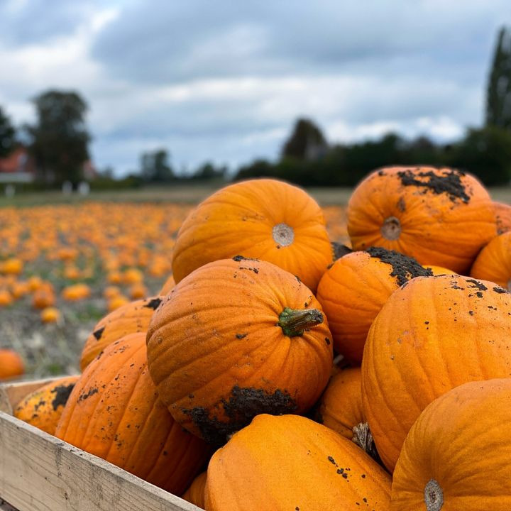 REMA 1000 Nørrevænget: Støt lokale producenter og oplev Danmarks største græskarfestival i efterårsferien