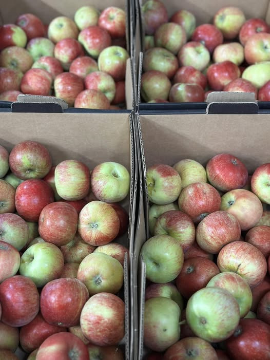 Midtjydsk Gartnerhal præsenterer friske danske Aroma æbler til sensommeren