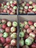 Midtjydsk Gartnerhal byder velkommen til friske danske Aroma æbler