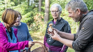 Svampejagt i Vrøgum: En del af Svampeugen