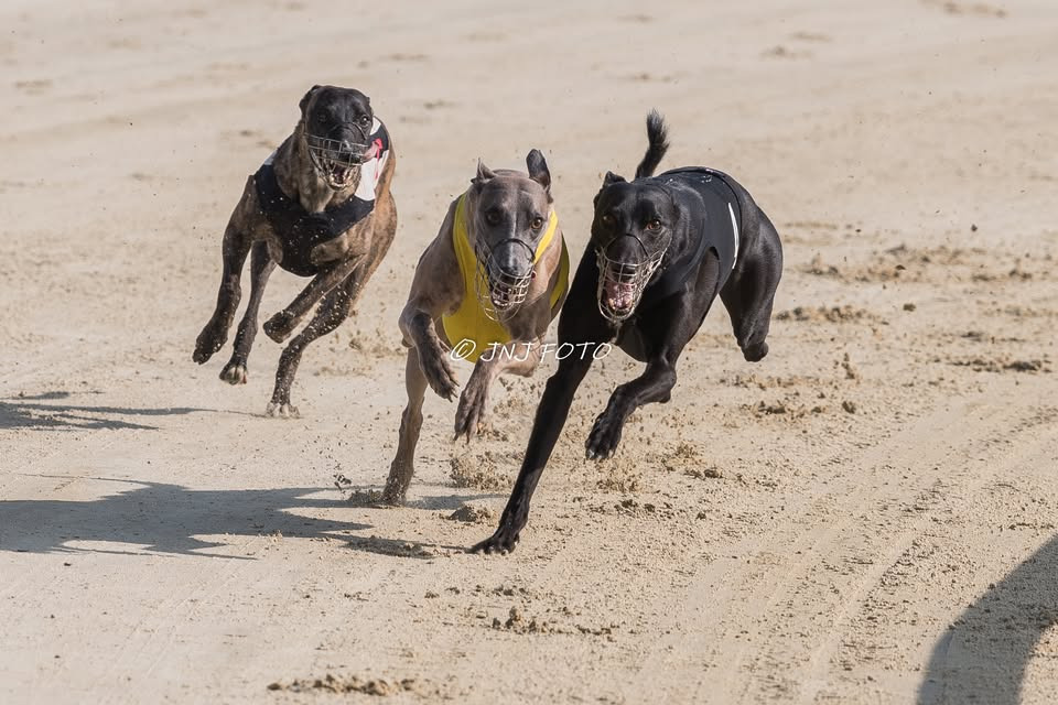 Hundevæddeløb: Oaks & Masters 2025 i Bjerringbro