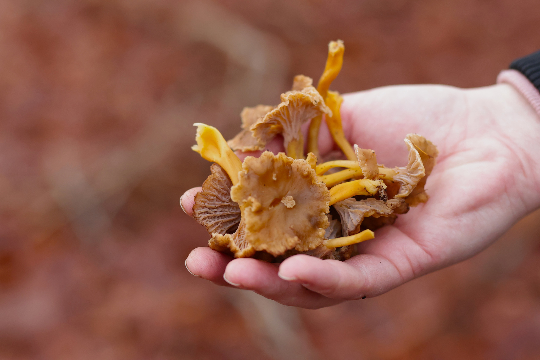 Tag på tragtkantareljagt i Hellebæk