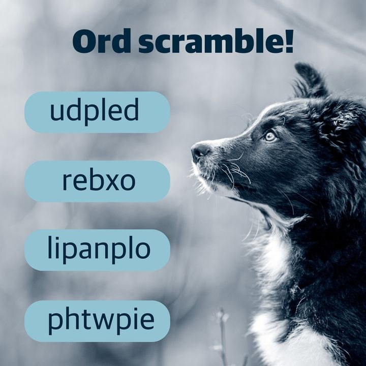 Opdatér dig her: Det nyeste fra Hjørring