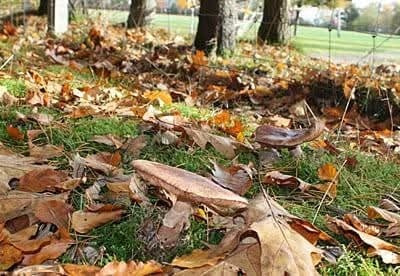 Asmild Plantecenter ApS giver tips til håndtering af efterårets løv i haven