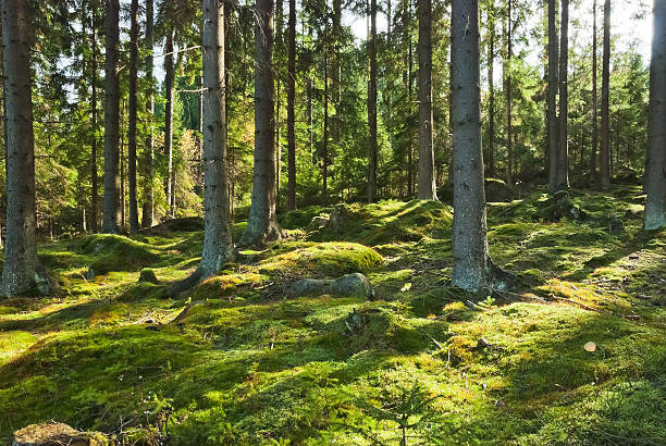 Foredrag om skovens kulturhistorie med Bo Fritzbøger