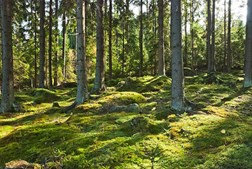 Foredrag om skovens kulturhistorie med Bo Fritzbøger