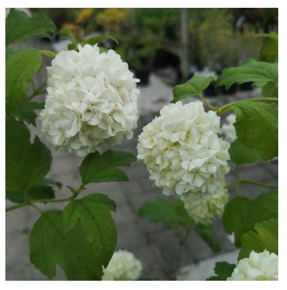 Opdatér dig her: Det nyeste fra Hobro