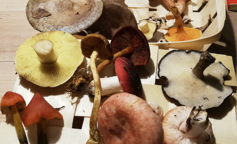 Oplev hajdissektion og svampetur på Naturhistorisk Museum i Skagen