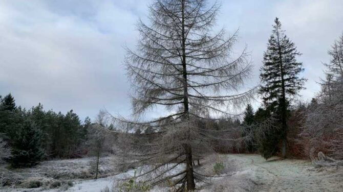 Udforsk Ulvedal plantage med Dansk Vandrelaug