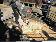 Forårslørdag på Landskabs- og Landbrugsmuseet i Mosbjerg