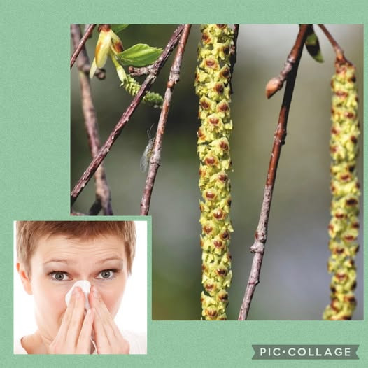 Løwenstein Fysioterapi tilbyder naturlig lindring af høfeber med zoneterapi og øreakupunktur
