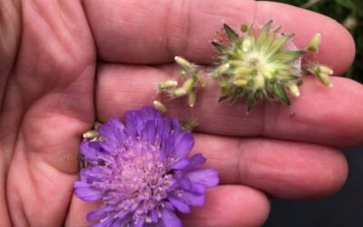 Vilde med vilje: Naturdag på Frederik IX Plads