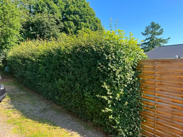 BP Green Garden klipper hæk hos ny kunde i Skanderborg