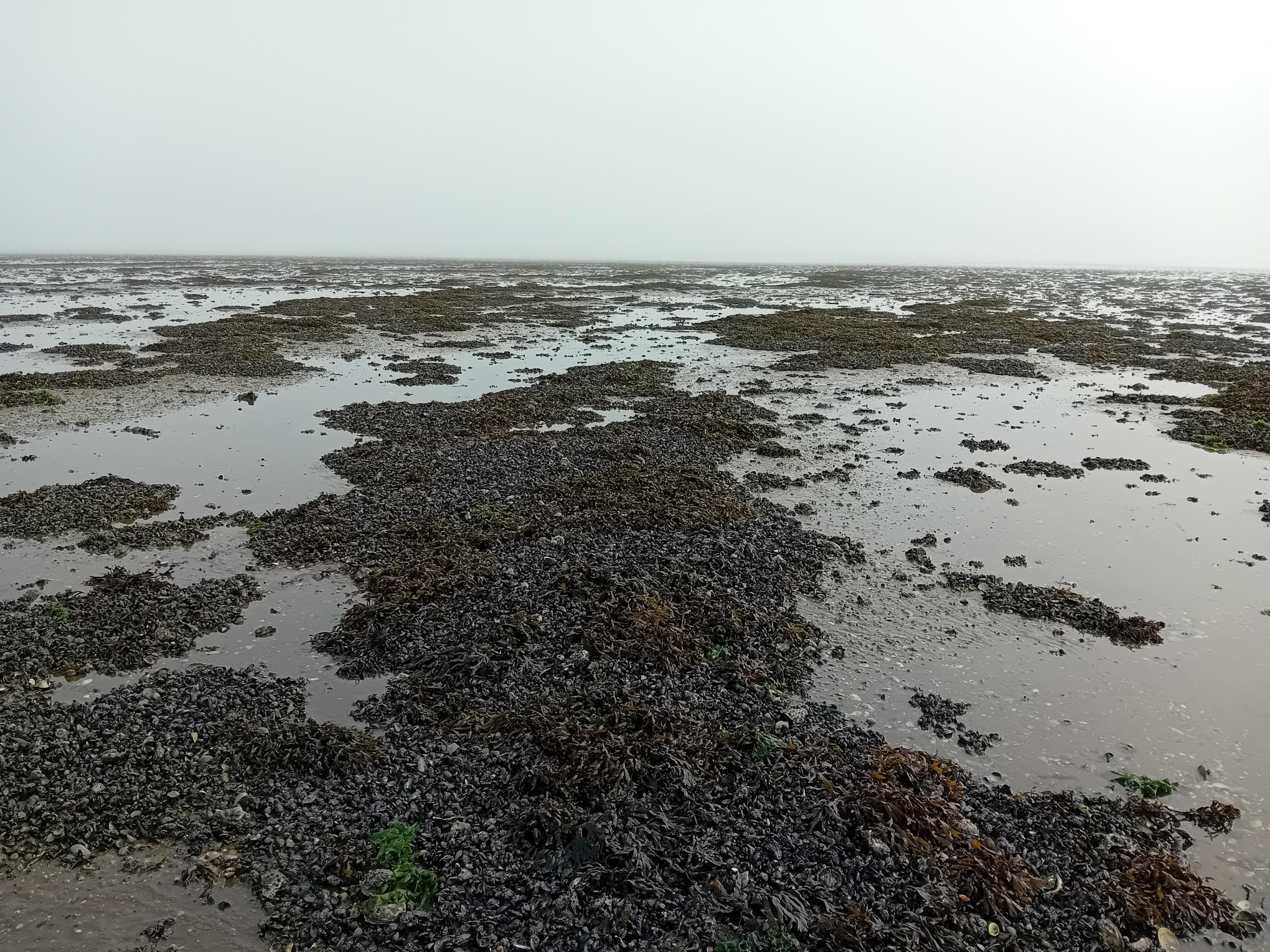 Oplev Vadehavets skatte: Østerstur med Vadehavscentret