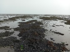 Oplev østerssafari og naturens vidundere i Nationalpark Vadehavet