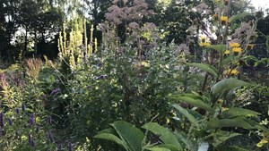 Efterår i urtens tegn: Grav rødder op i Twisted Herbal Garden