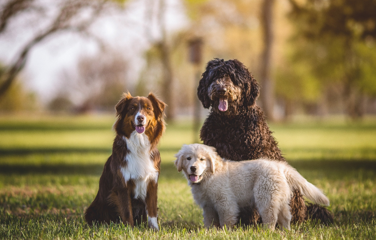 Vær med til at fejre menneskets bedste ven