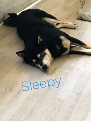 opslagsbillede