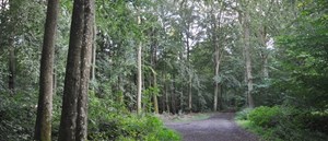 Kommunale skove skal omlægges til urørte skove