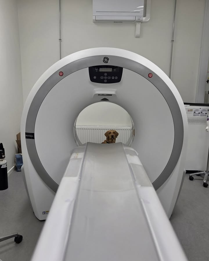 Dyrehospitalet Heden ApS deler påskehygge med klinikhunden Rita